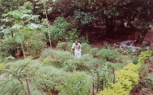The Tulasi garden